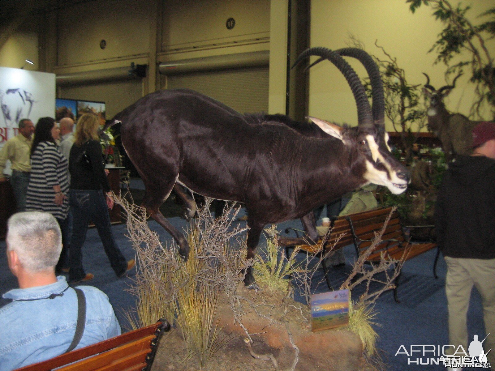 Taxidermy at Safari Club International Convention