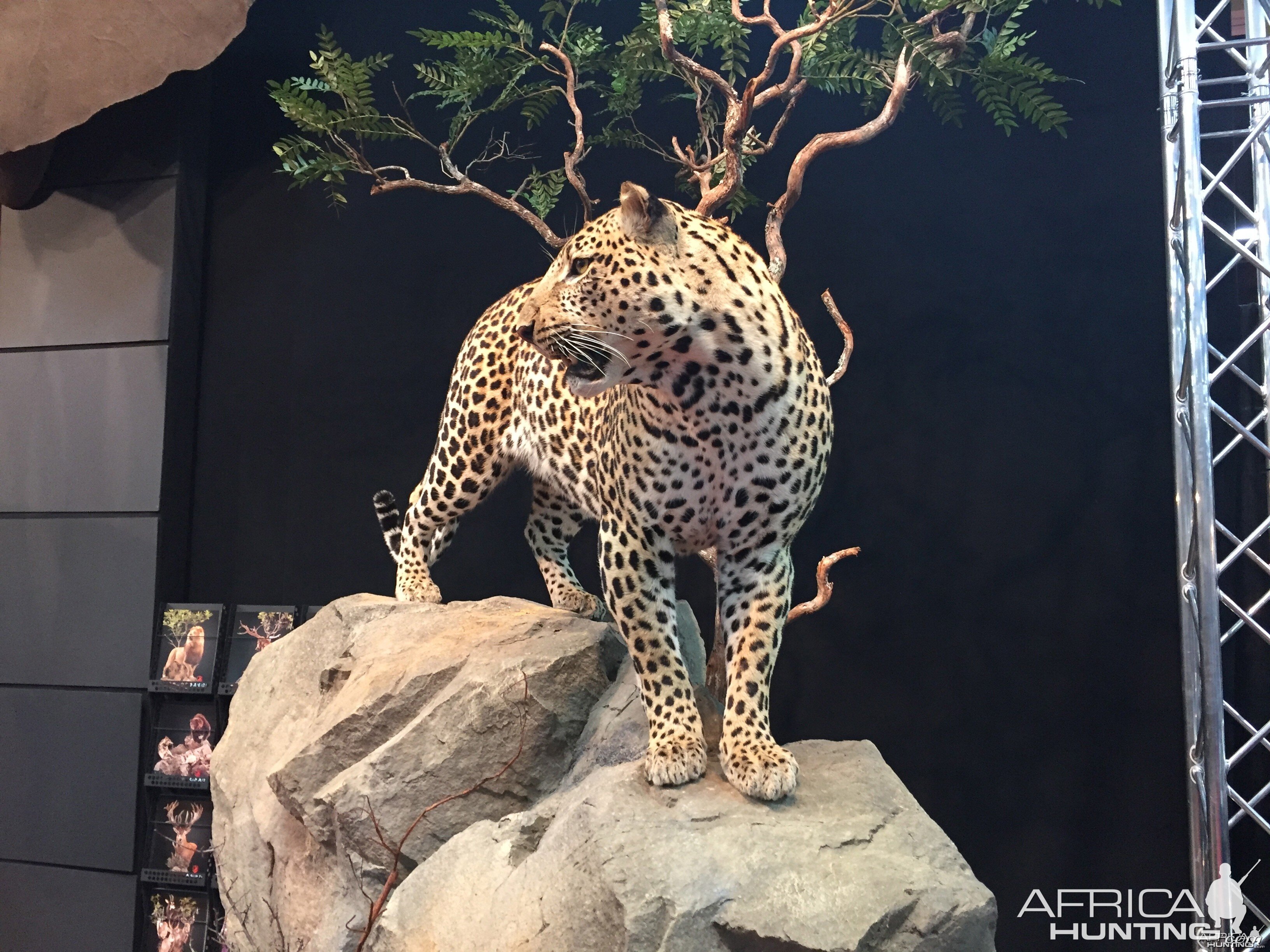 Taxidermy at Safari Club International Convention