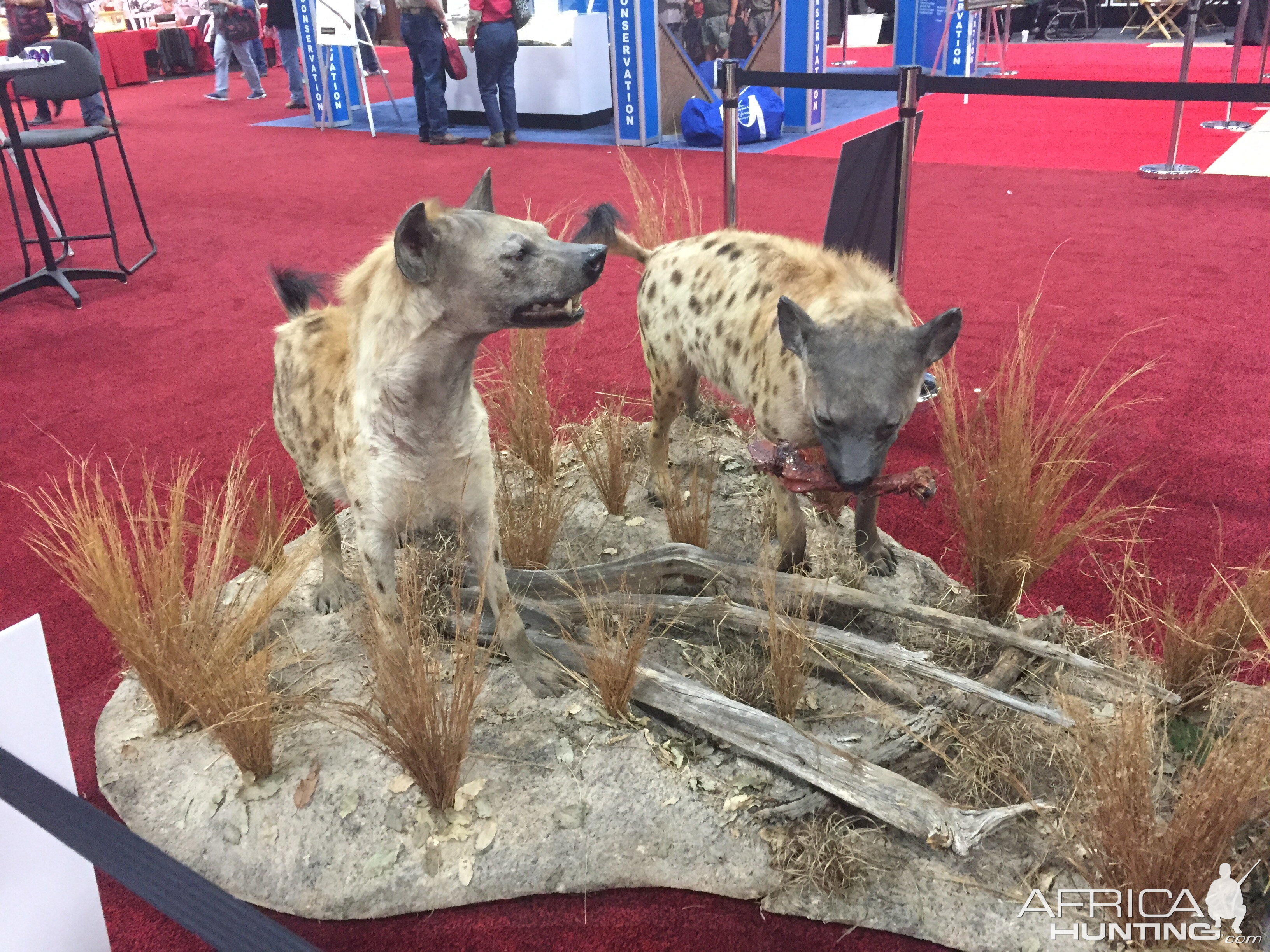 Taxidermy at Safari Club International Convention