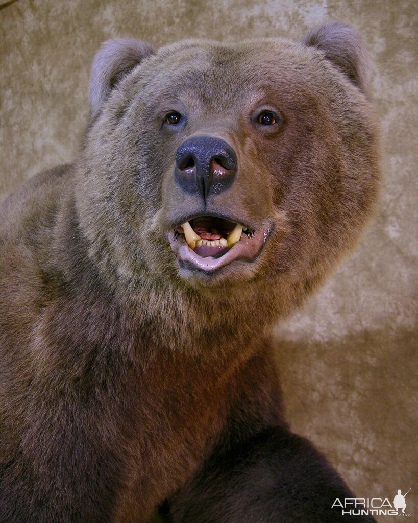 Taxidermy Big Brown Bear Full Mount