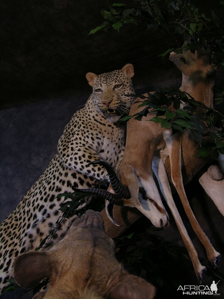 Taxidermy Big Leopard & Huge Hyena