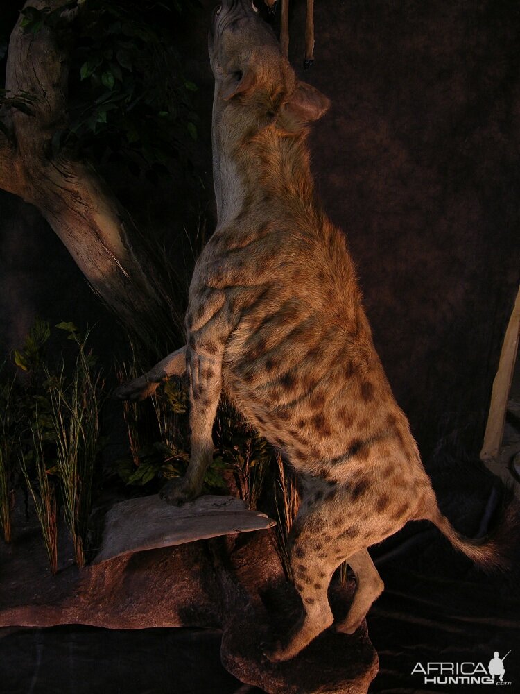 Taxidermy Big Leopard & Huge Hyena