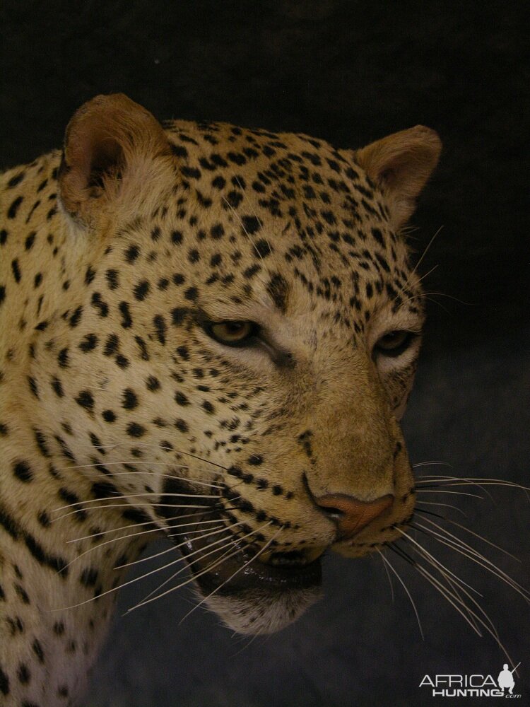 Taxidermy Big Leopard & Huge Hyena