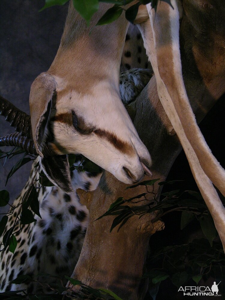 Taxidermy Big Leopard & Huge Hyena