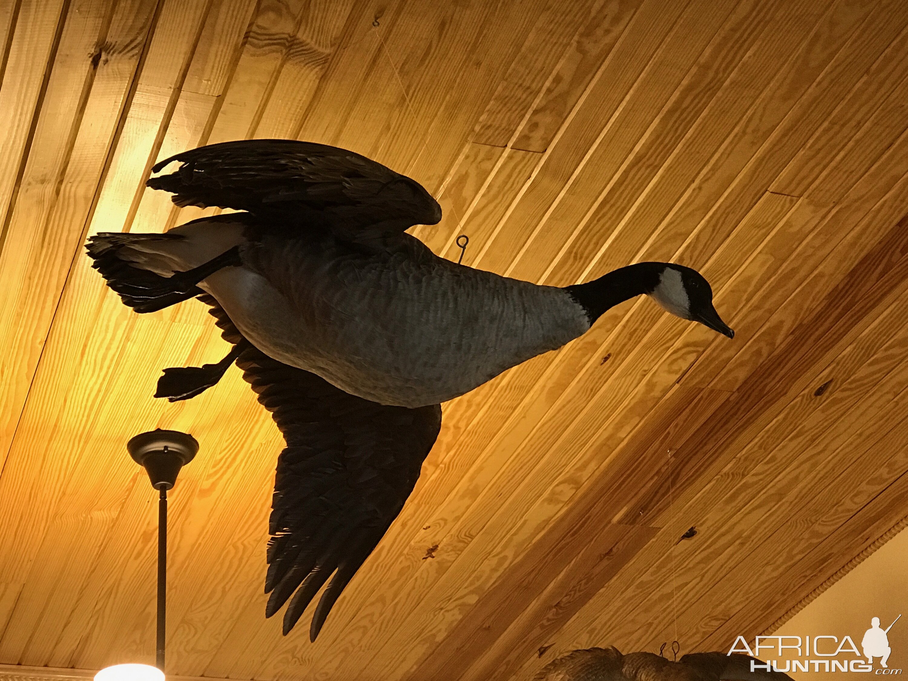 Taxidermy Cackling Goose Full Mount