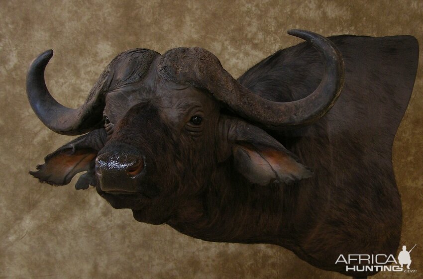 Taxidermy Cape Buffalo Mount