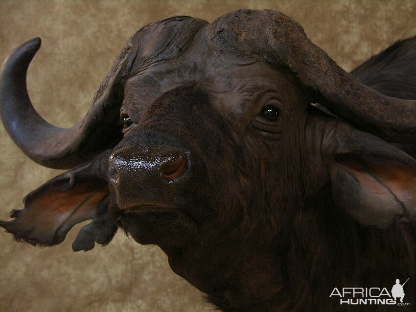 Taxidermy Cape Buffalo Mount