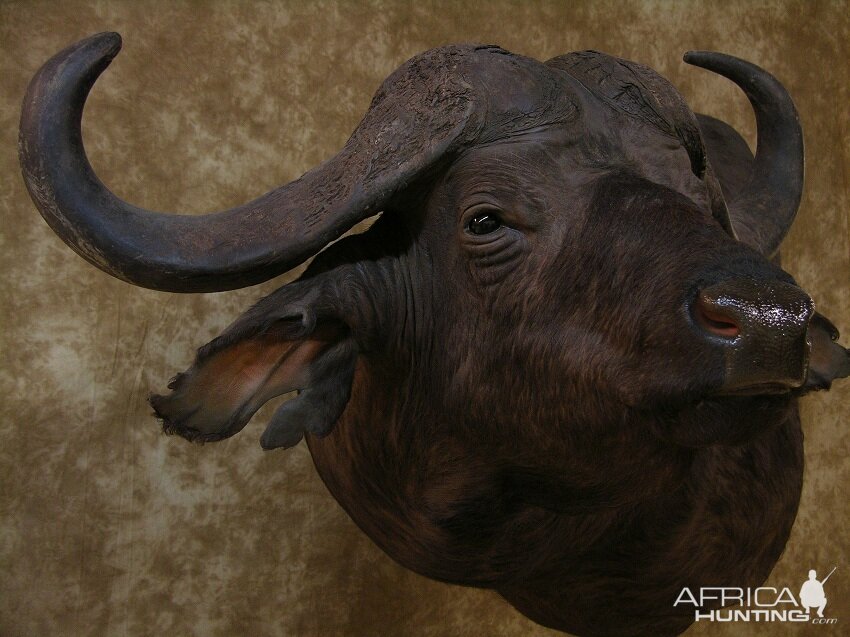 Taxidermy Cape Buffalo Mount