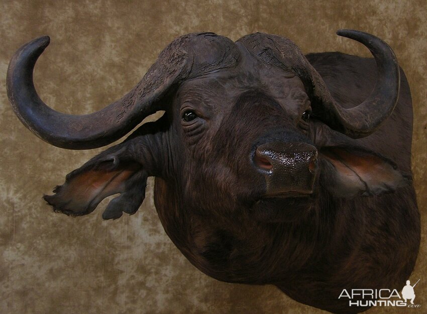 Taxidermy Cape Buffalo Mount