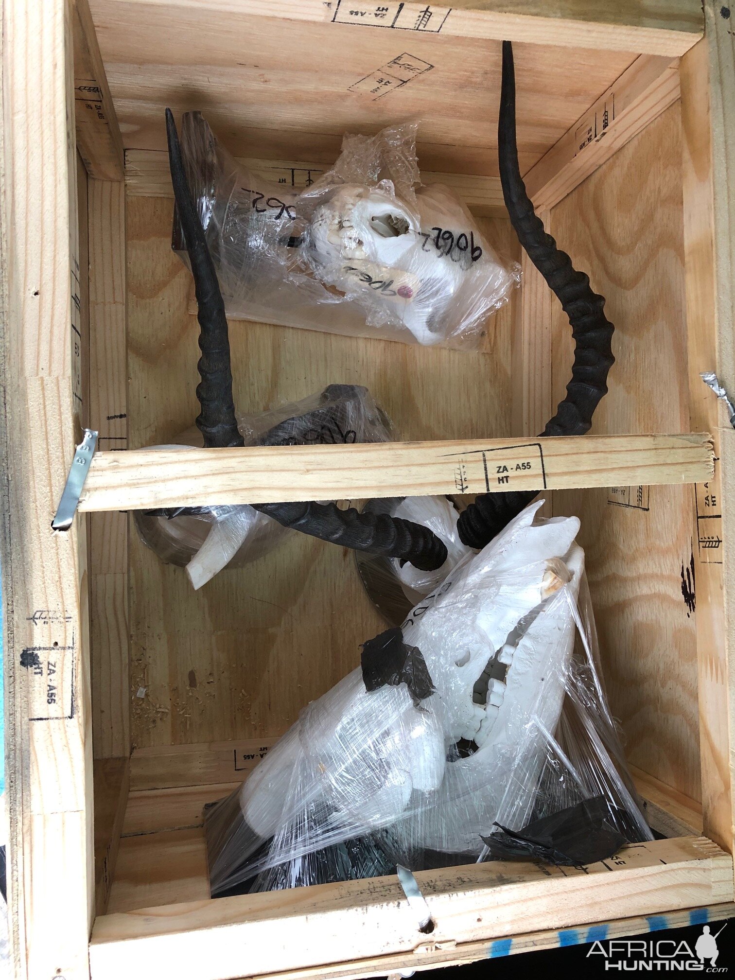 Taxidermy Crate packed inside