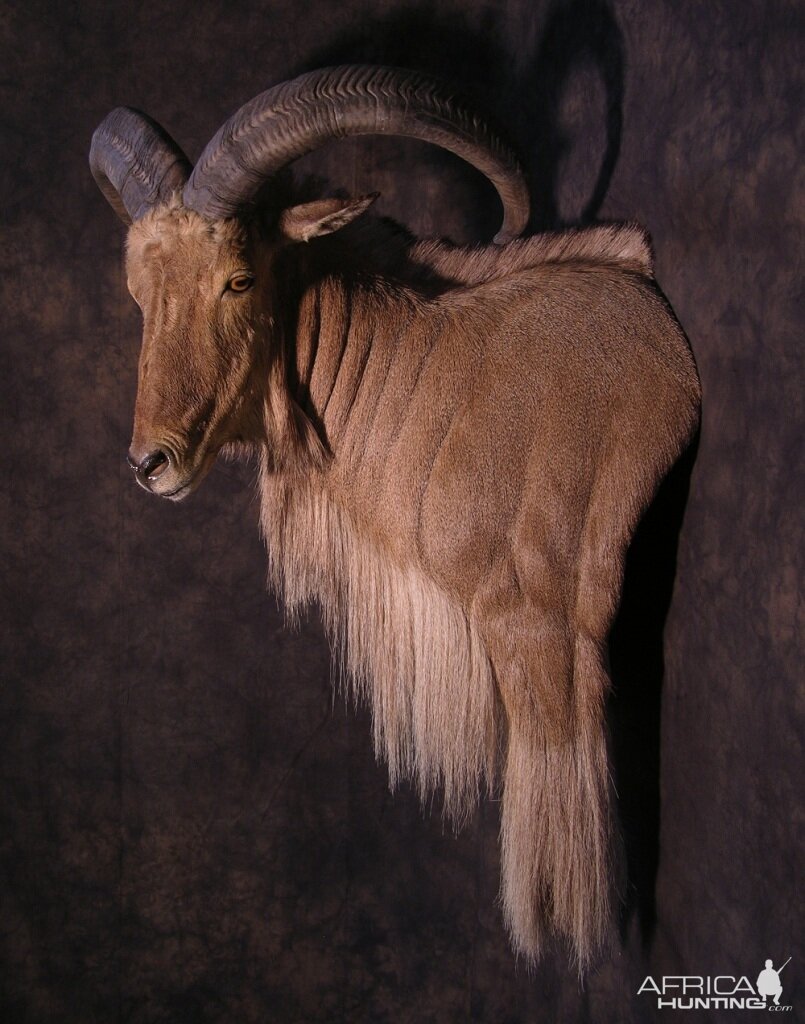 Taxidermy Custom Aoudad Wall Pedestal Mount