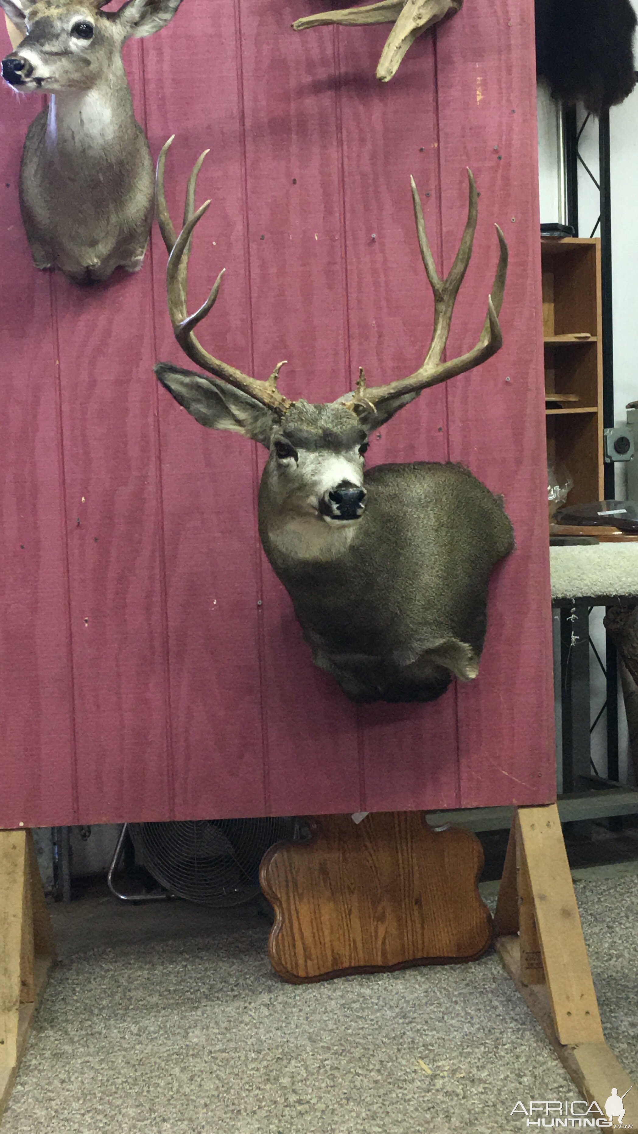 Taxidermy Deer Shoulder Mount | AfricaHunting.com