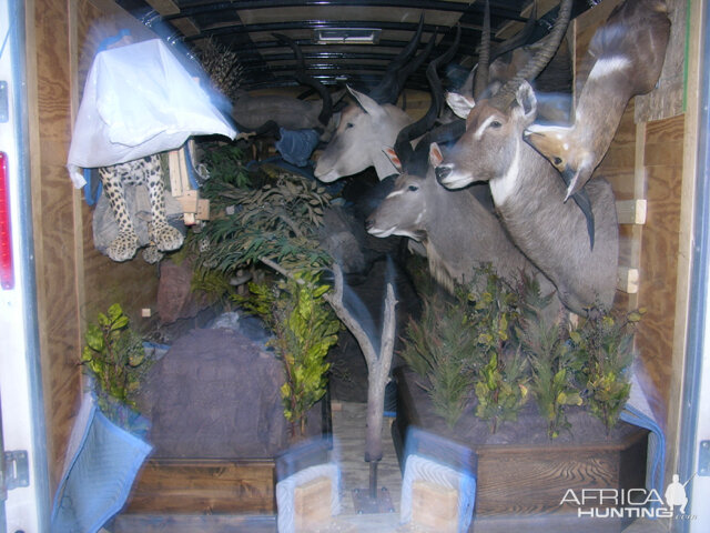 Taxidermy delivery transport truck packed on inside