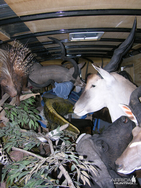 Taxidermy delivery transport truck packed on inside