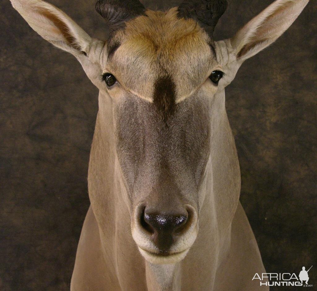 Taxidermy Eland Mount