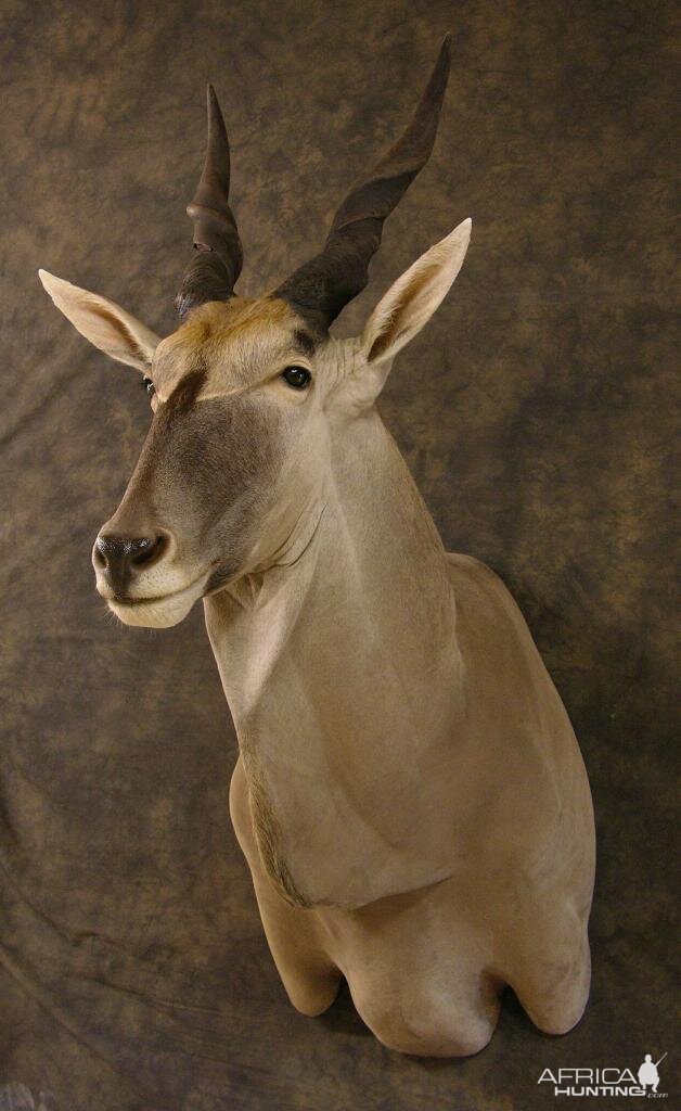 Taxidermy Eland Mount