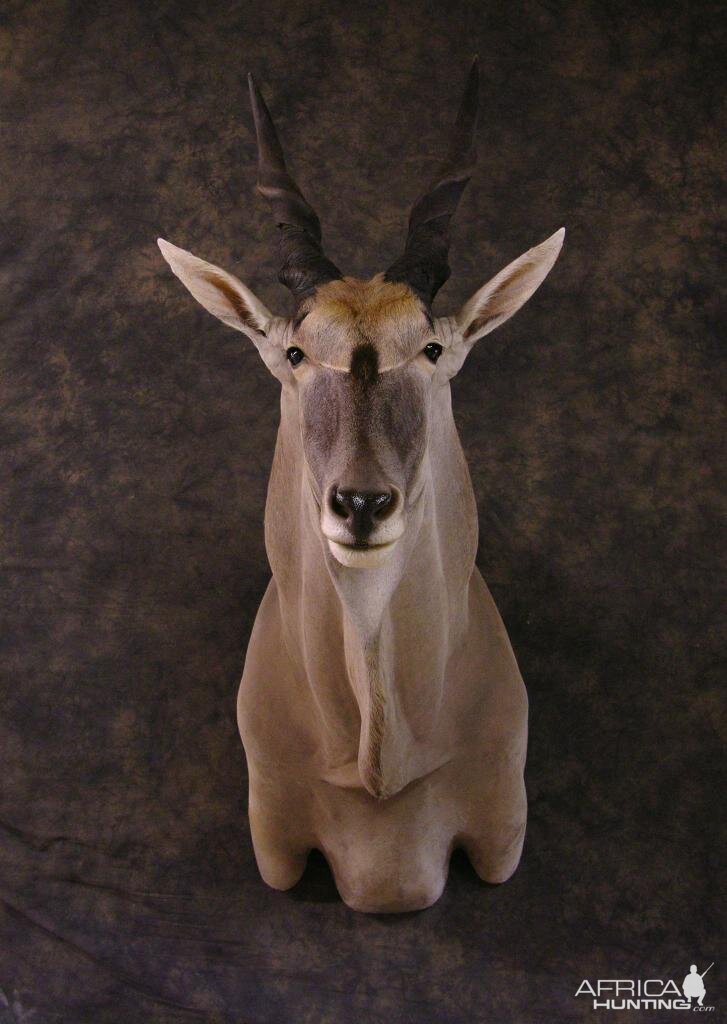 Taxidermy Eland Mount