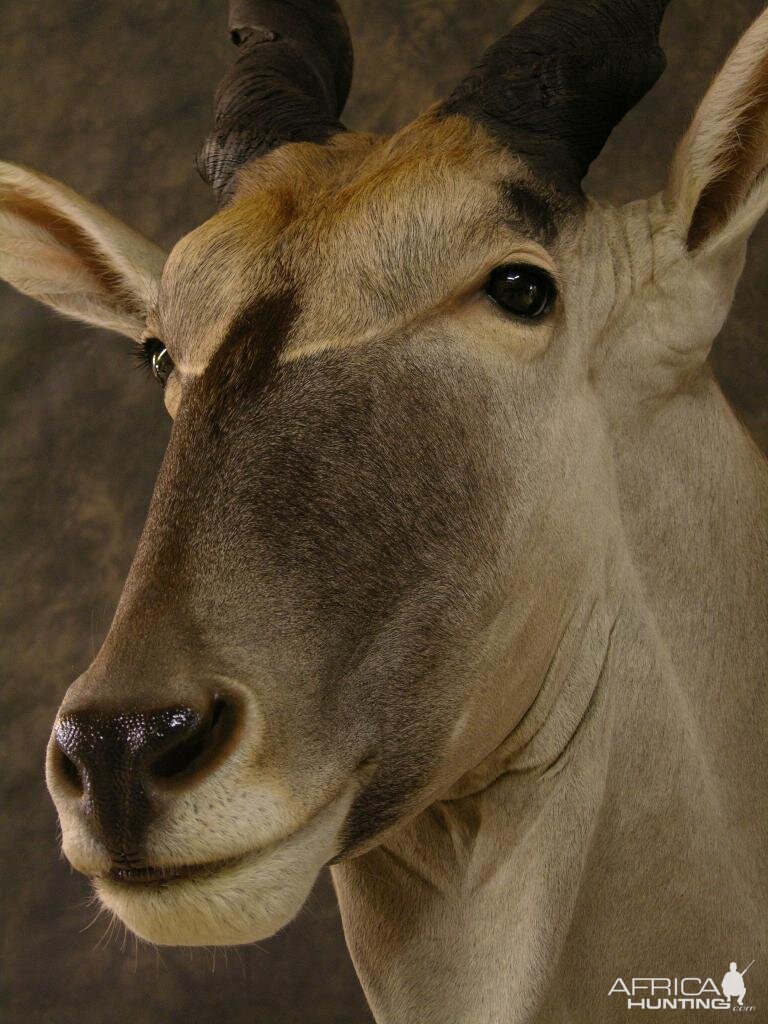 Taxidermy Eland Mount