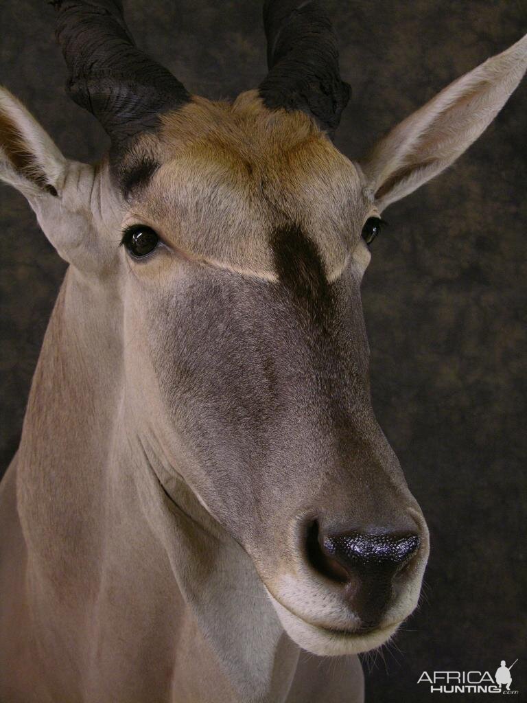 Taxidermy Eland Mount