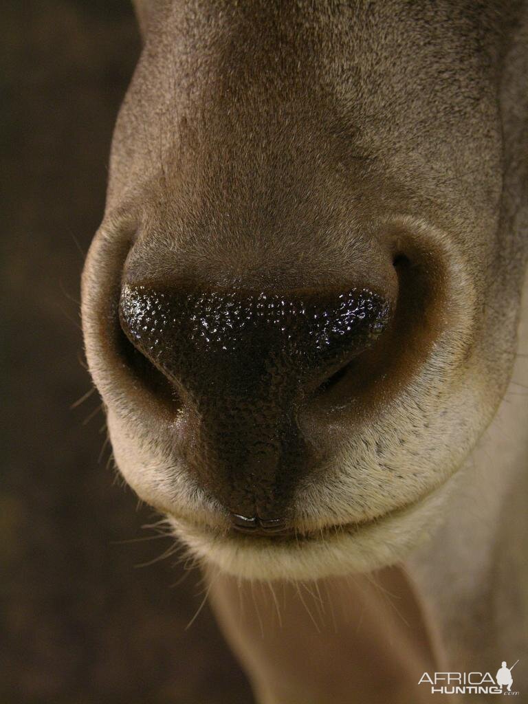 Taxidermy Eland Mount