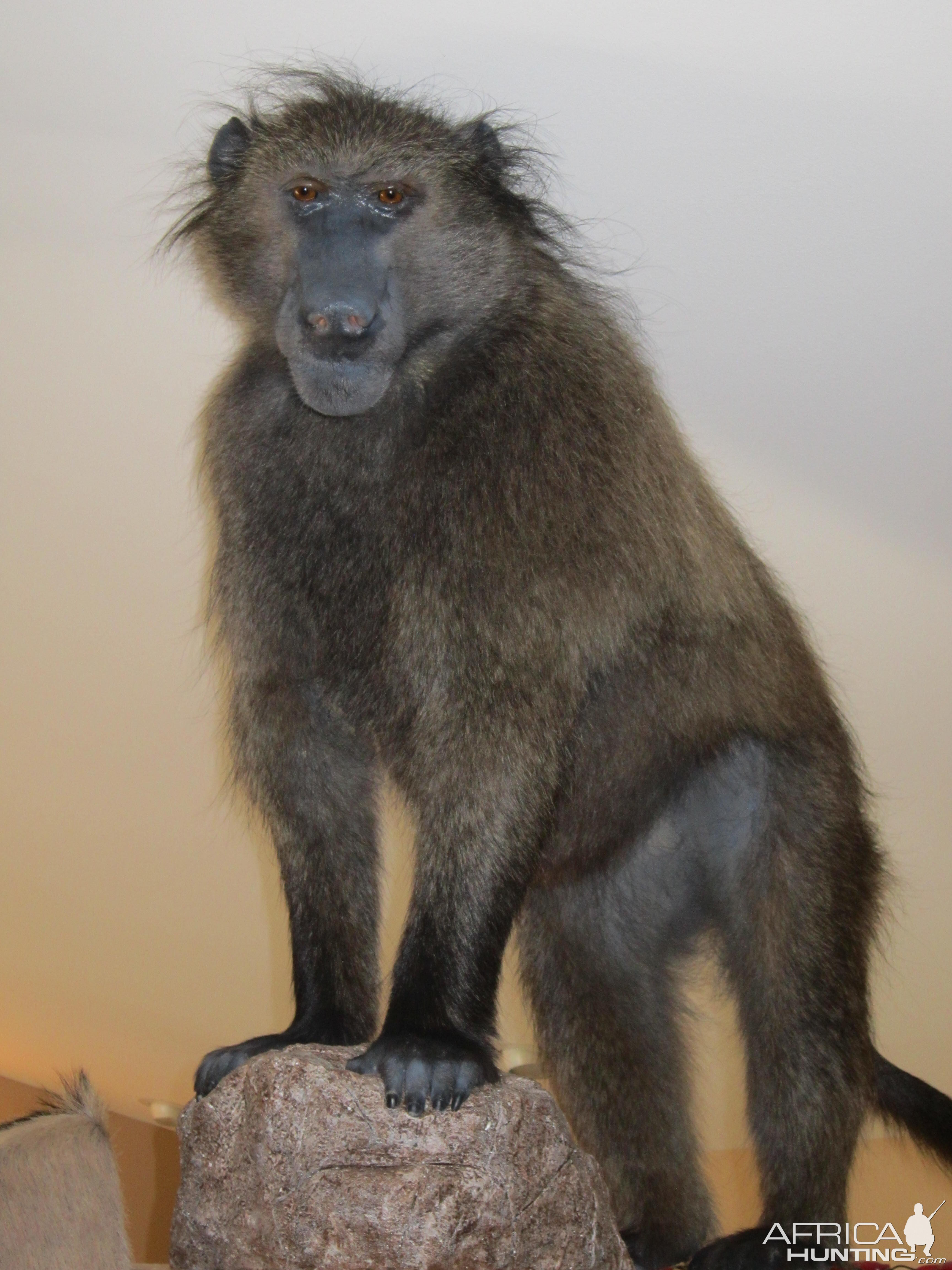 Taxidermy Full Mount Baboon