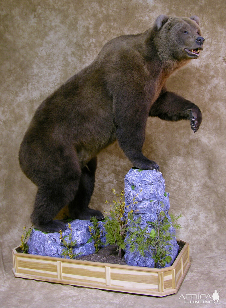 brown bear mounts for sale