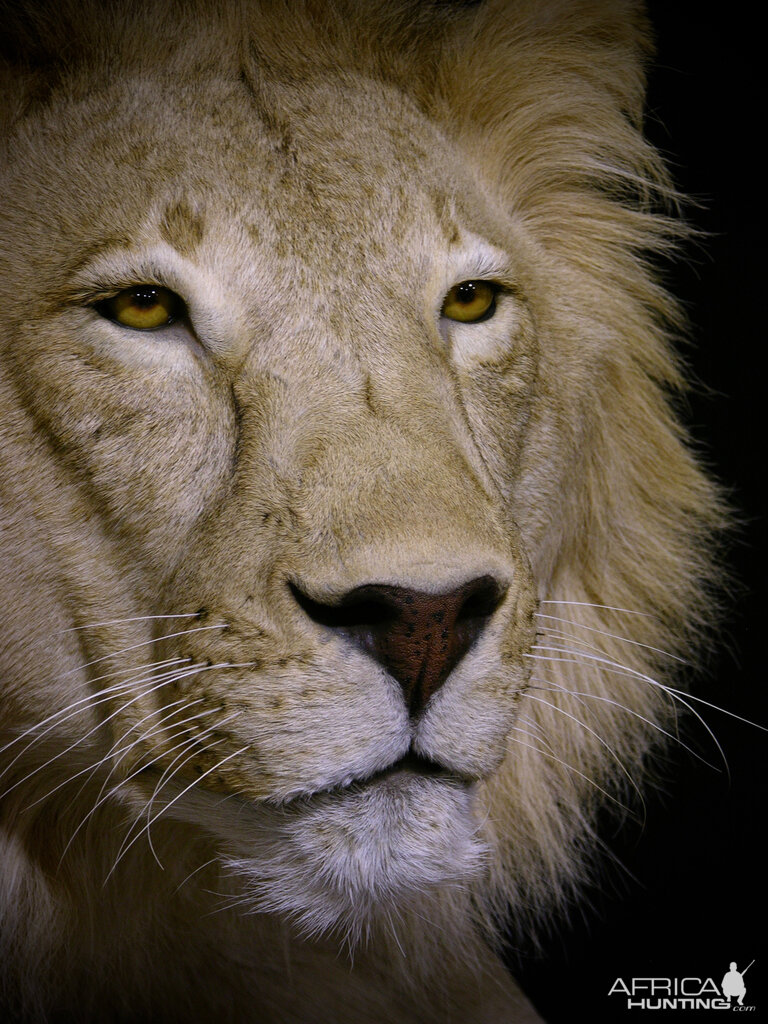 Taxidermy Full Mount Lion