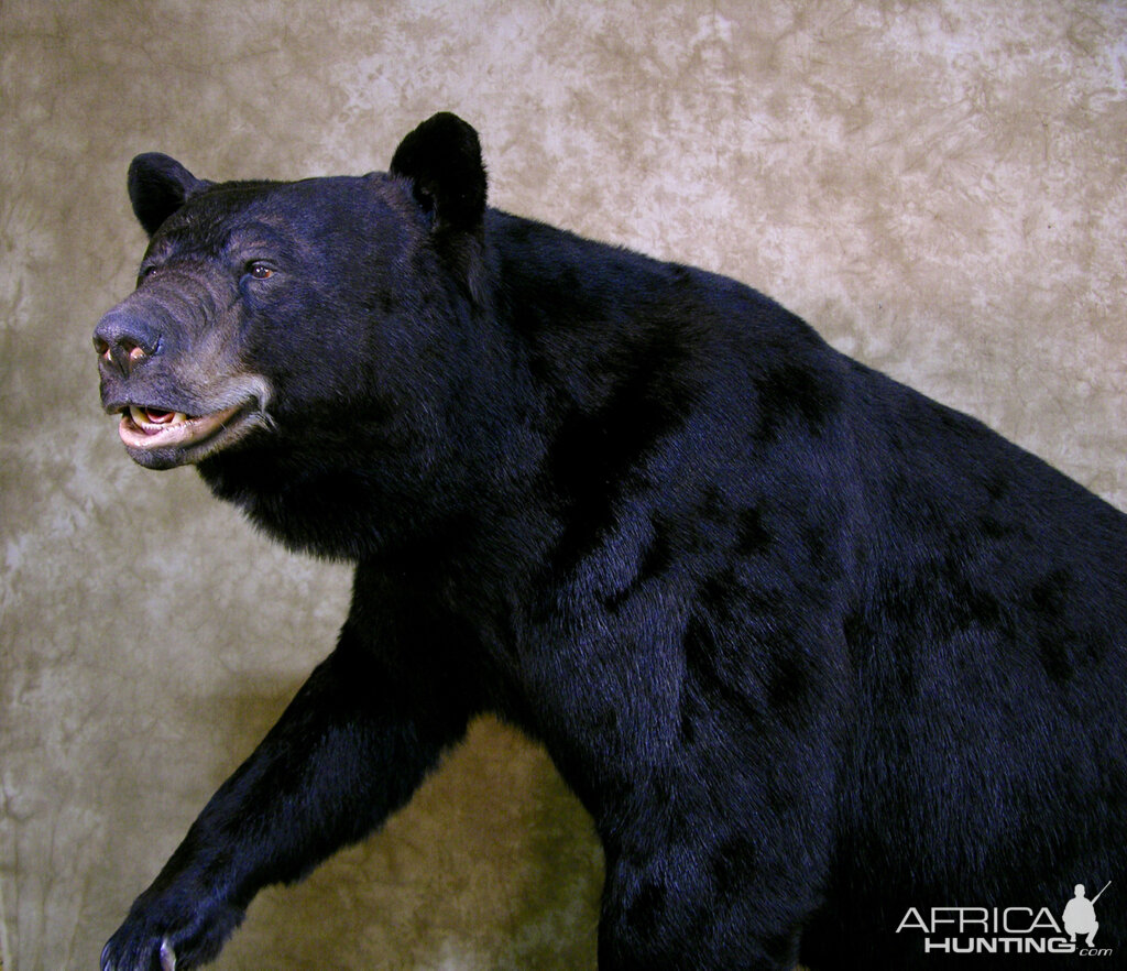 Taxidermy Full Mount North Carolina 601lb Black Bear