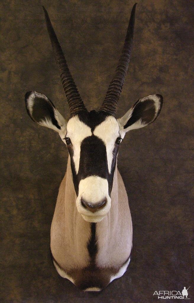 Taxidermy Gemsbok