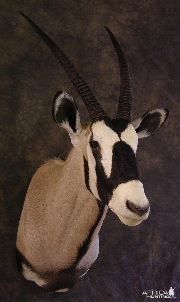 Taxidermy Gemsbok