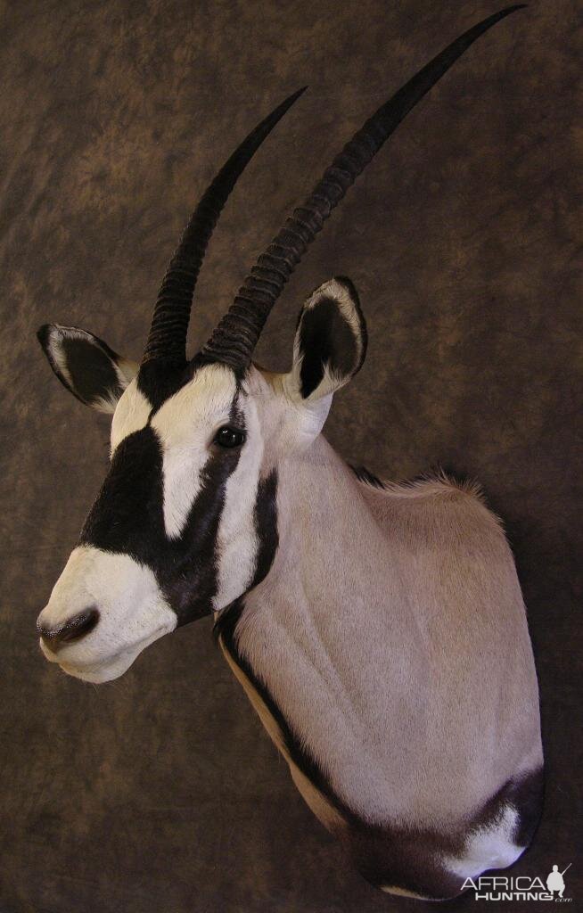 Taxidermy Gemsbok