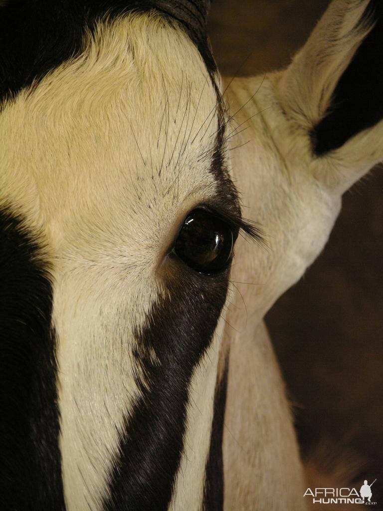 Taxidermy Gemsbok