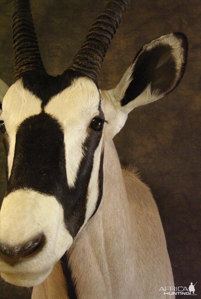 Taxidermy Gemsbok