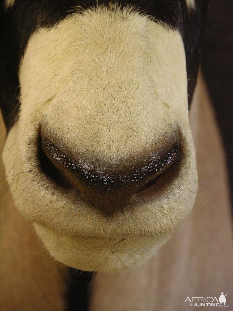 Taxidermy Gemsbok