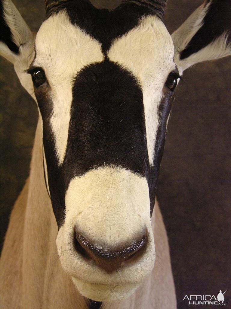 Taxidermy Gemsbok