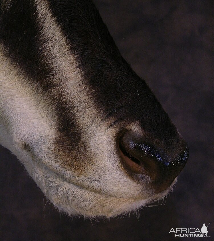 Taxidermy Huge Sable 46+ Inches