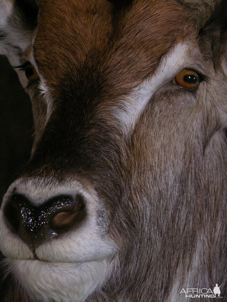 Taxidermy Huge Waterbuck