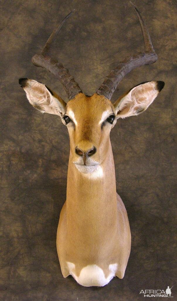 Taxidermy Impala