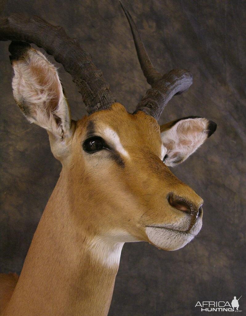 Taxidermy Impala