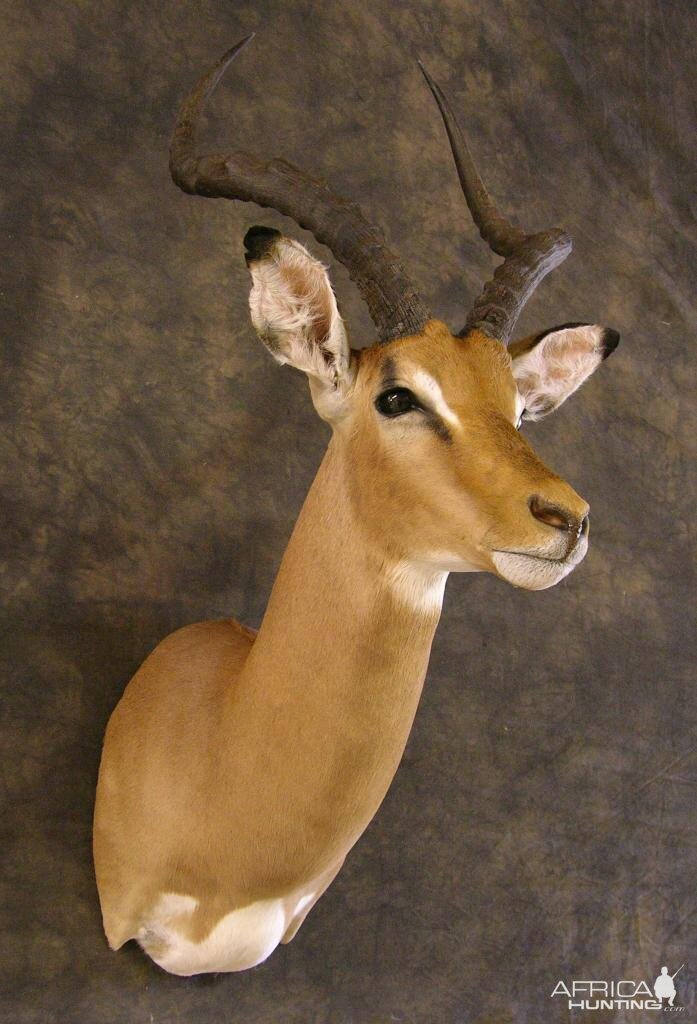 Taxidermy Impala