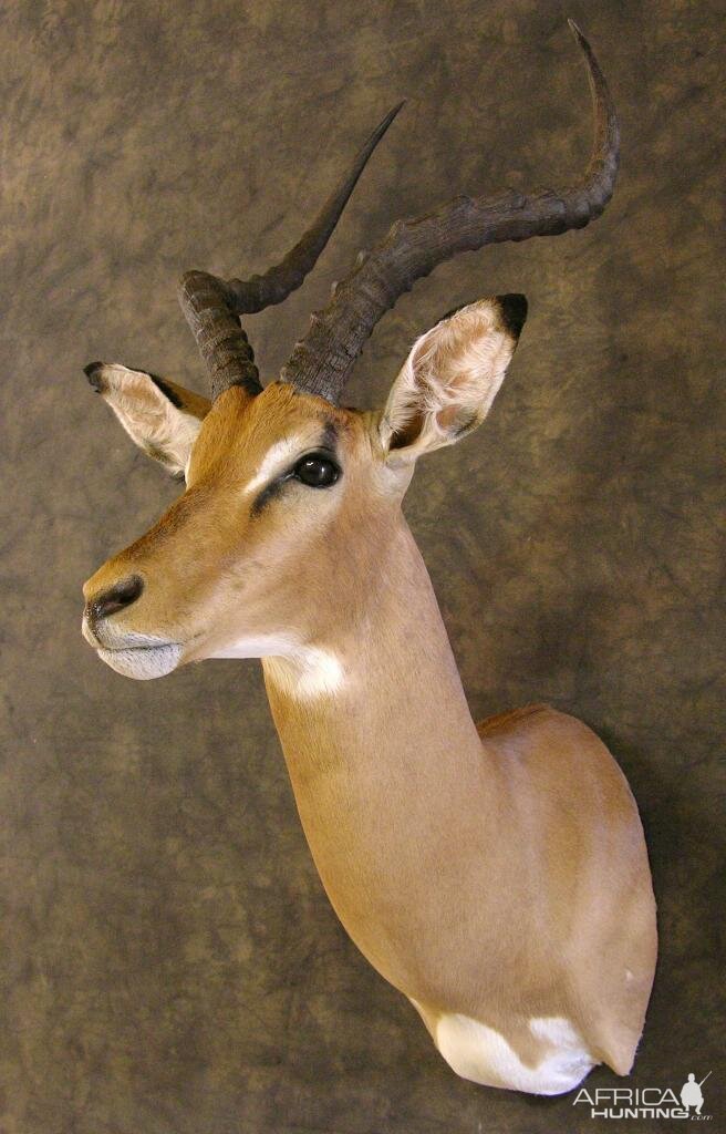 Taxidermy Impala