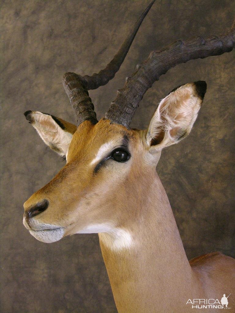 Taxidermy Impala