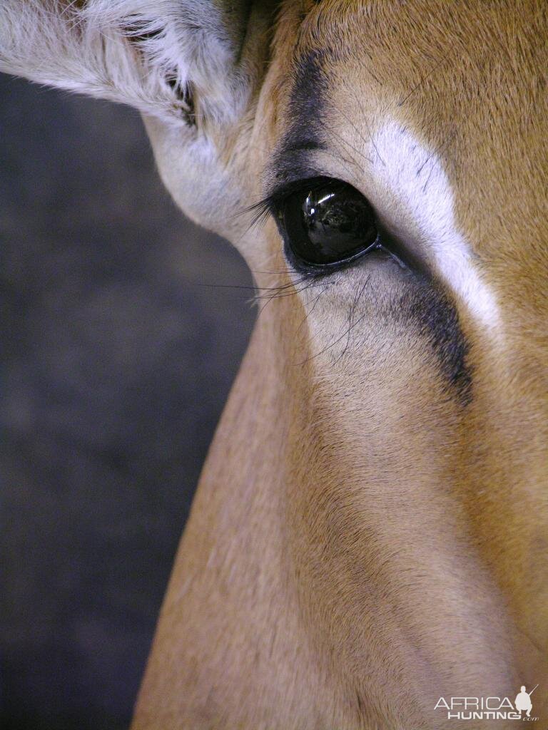 Taxidermy Impala