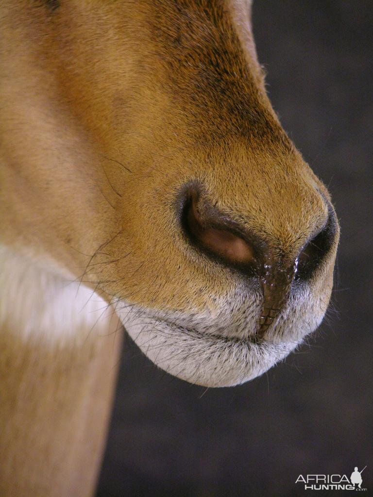 Taxidermy Impala