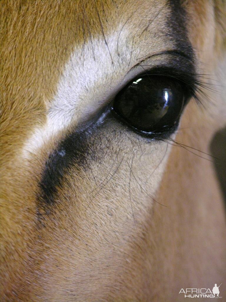 Taxidermy Impala