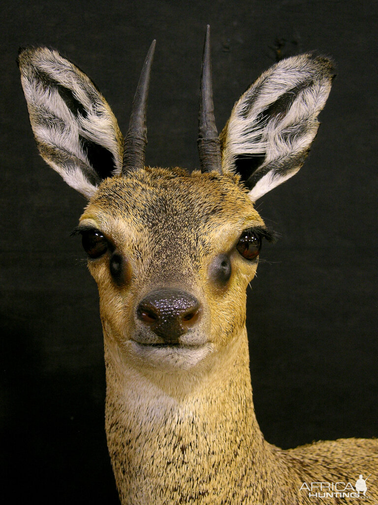 Taxidermy Klipspringer Pedestal