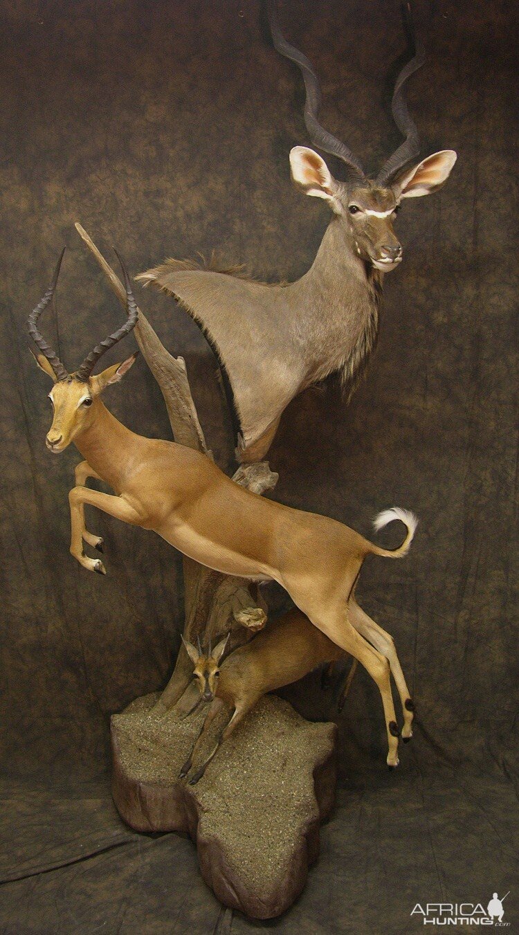 Taxidermy Kudu, Impala & Duiker Another Space Saving Mount For A Trophy Room