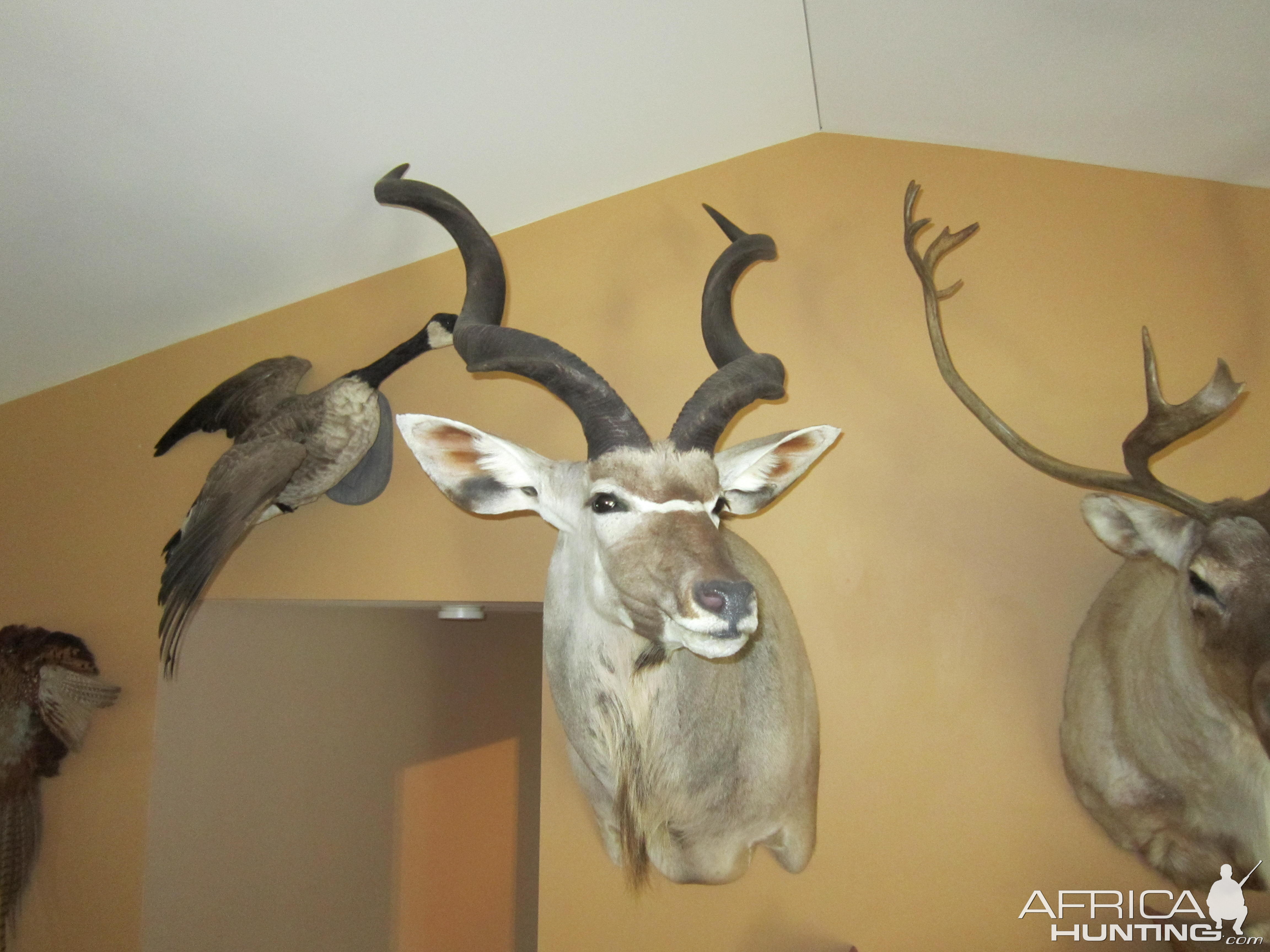 Taxidermy Kudu Shoulder Mount