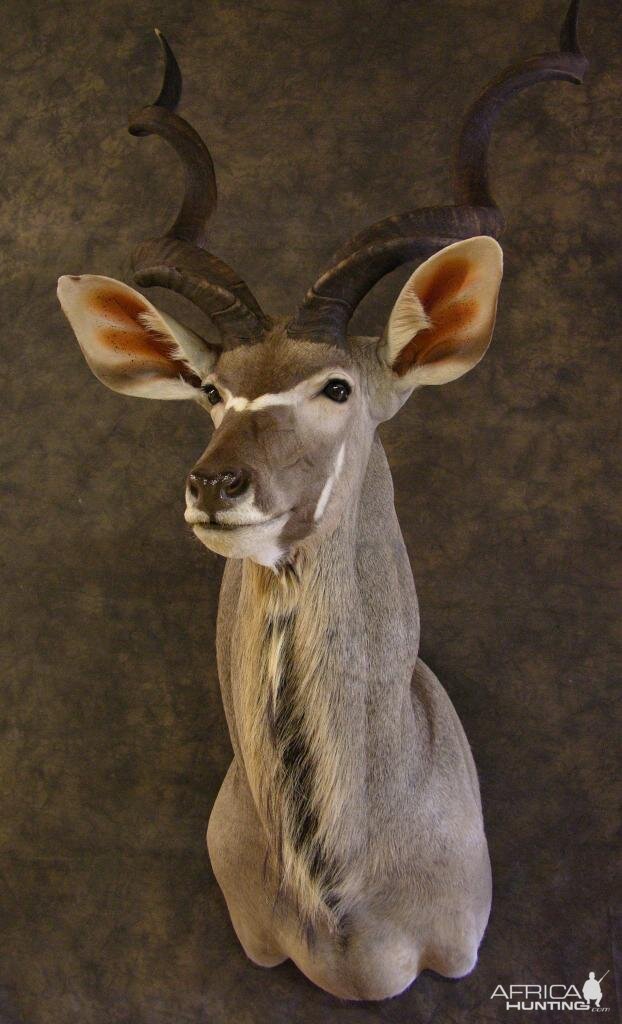 Taxidermy Kudu