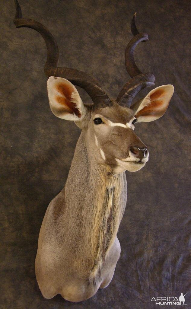 Taxidermy Kudu